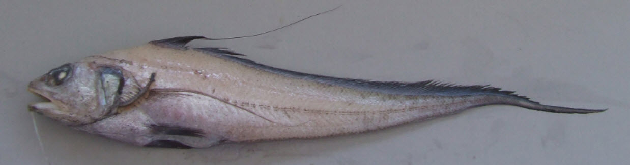 Gadomus dispar_02.jpg